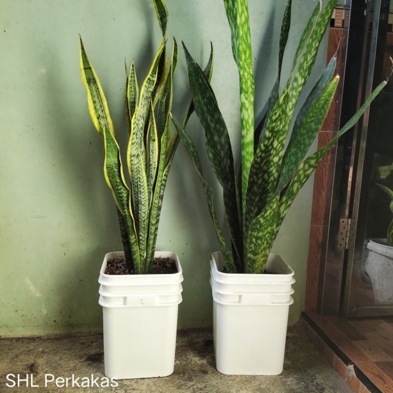 POT PLASTIK KOTAK PUTIH - POT BAHAN POLYPROPYLENE TEBAL JUMBO 27 x 27 x 38 cm - POT BUNGA TANAMAN SA