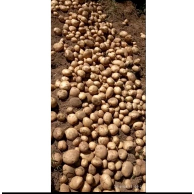 

kentang dieng ukuran sedang