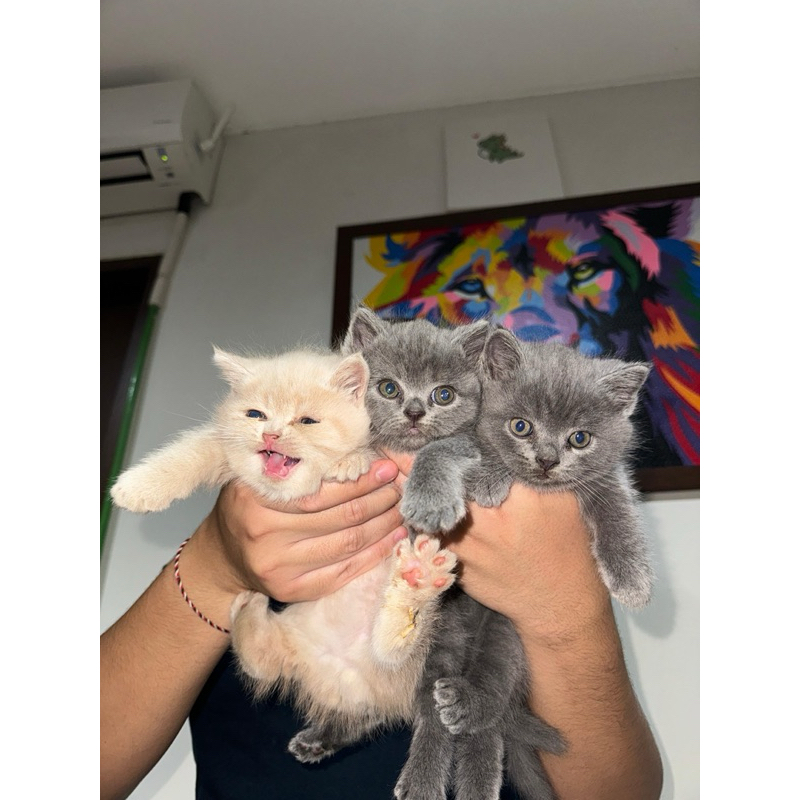 kucing BSH Mix Persian Shorthair Aktif Lincah kitten