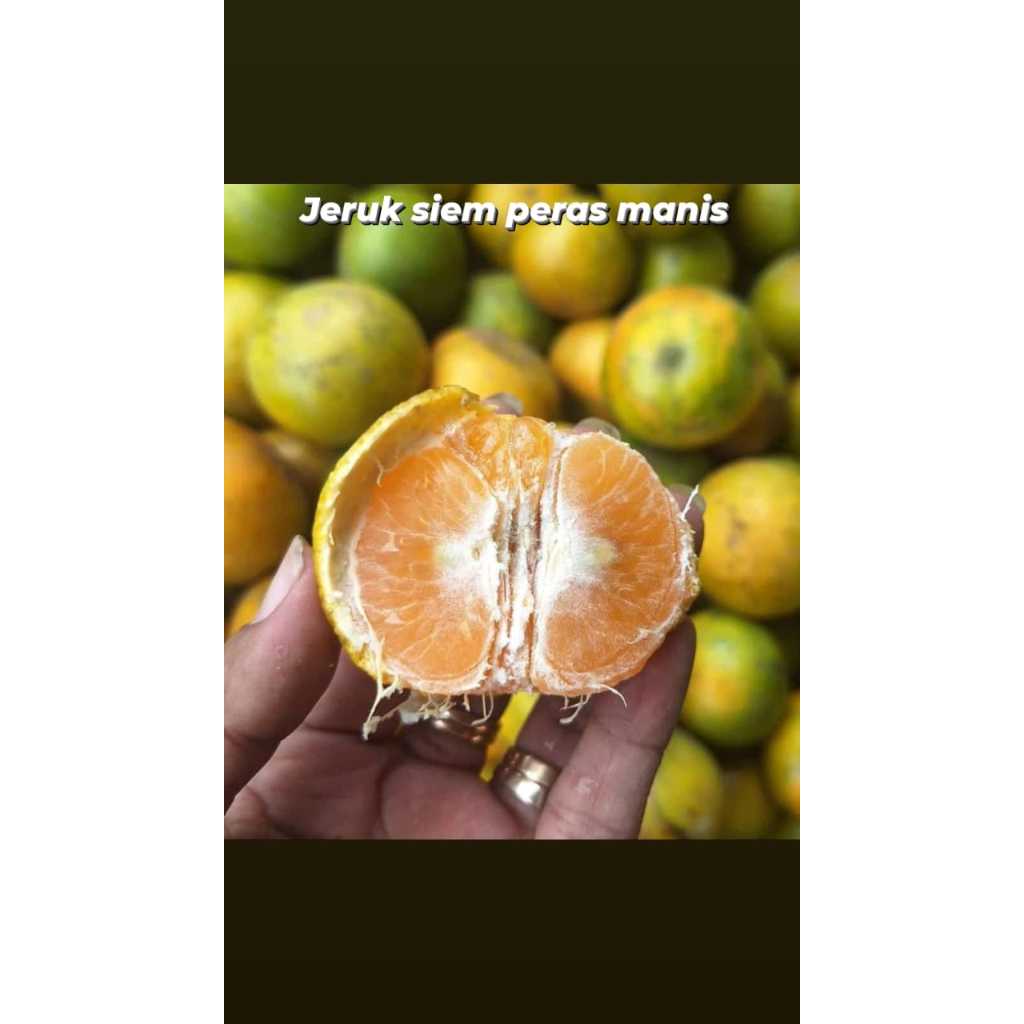 

jeruk siem peras | 500gr - 1kg