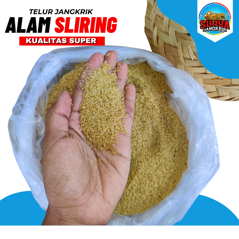 jual telur jangkrik banjarmasin telur jangkrik alam super 100 gram