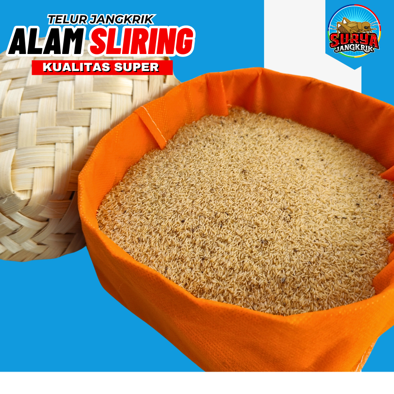 Jual Bibit Jangkrik Alam telur Jangkrik Cliring 200 gram