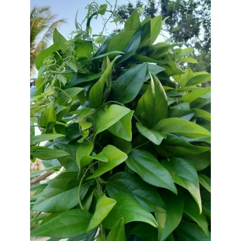 

Daun cincau hijau rambat