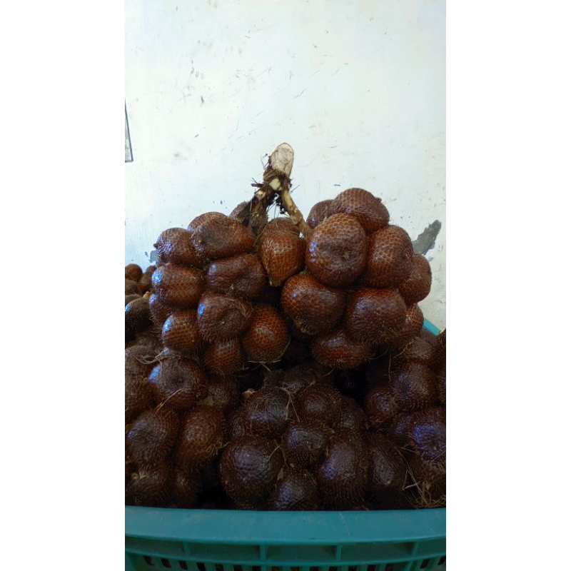 

Salak Pondoh Pronojiwo 1 kg Langsung dari petani