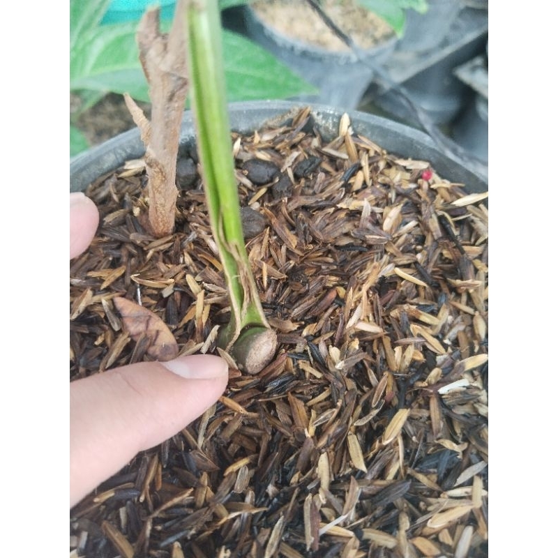 philodendron monthai bonggolan