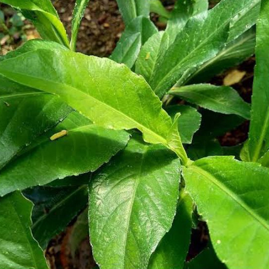 

daun tabur abadi,herbal tradisional/500gram