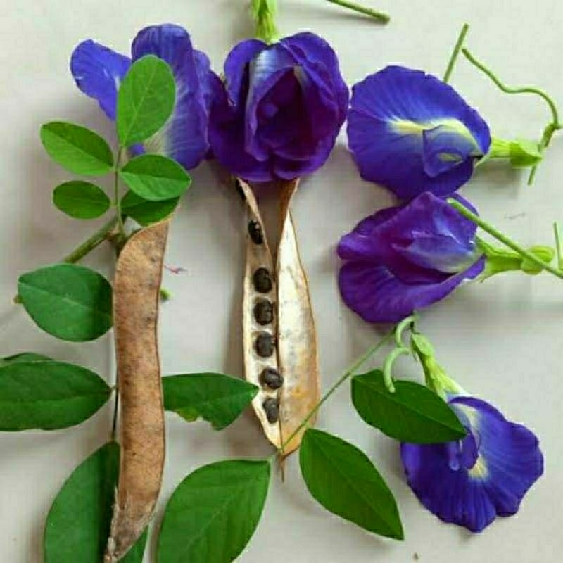 100 biji bunga telang tanaman hias tanaman herbal
