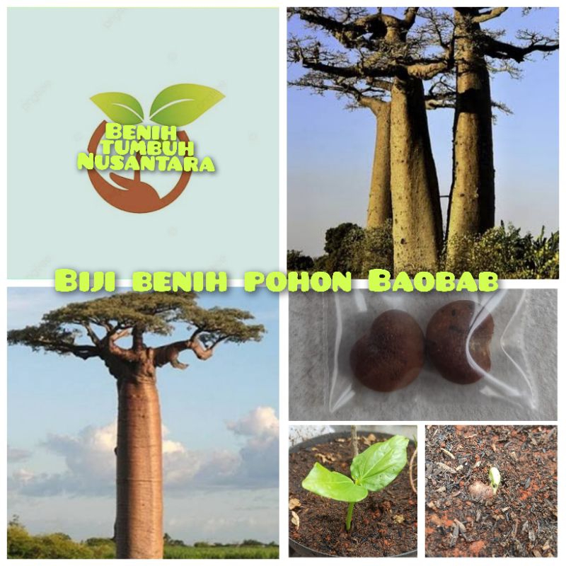 2 butir biji benih pohon Baobab siap semai