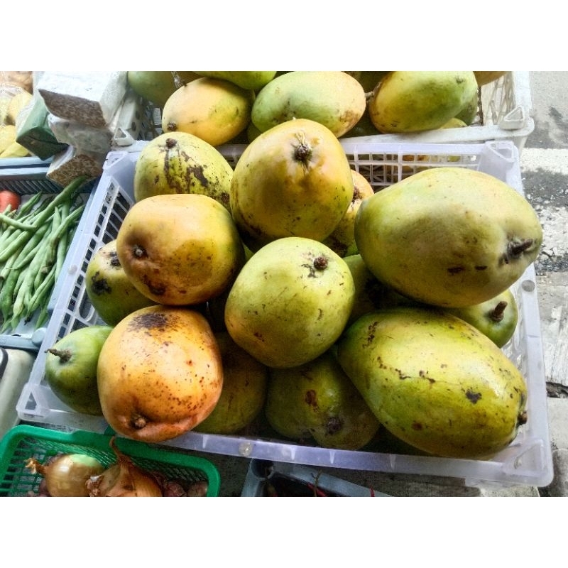 

Mangga Gajah Indramayu 1,5 Kg