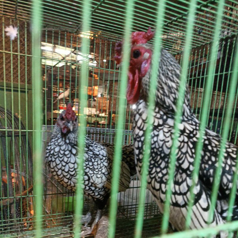 ayam batik italy sepasang siapan