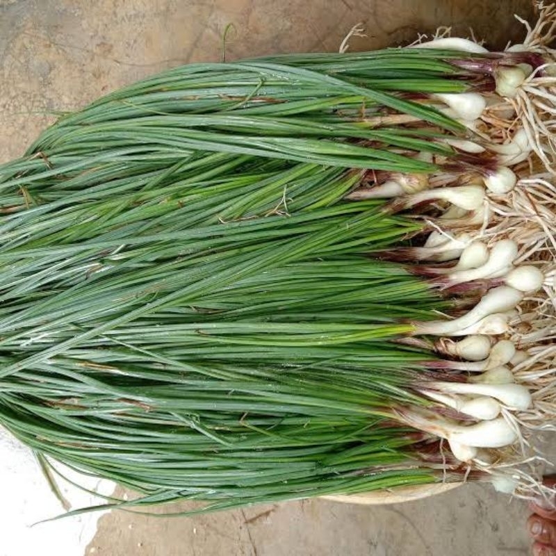 

Bawang Batak Bawang Arsik 100gr