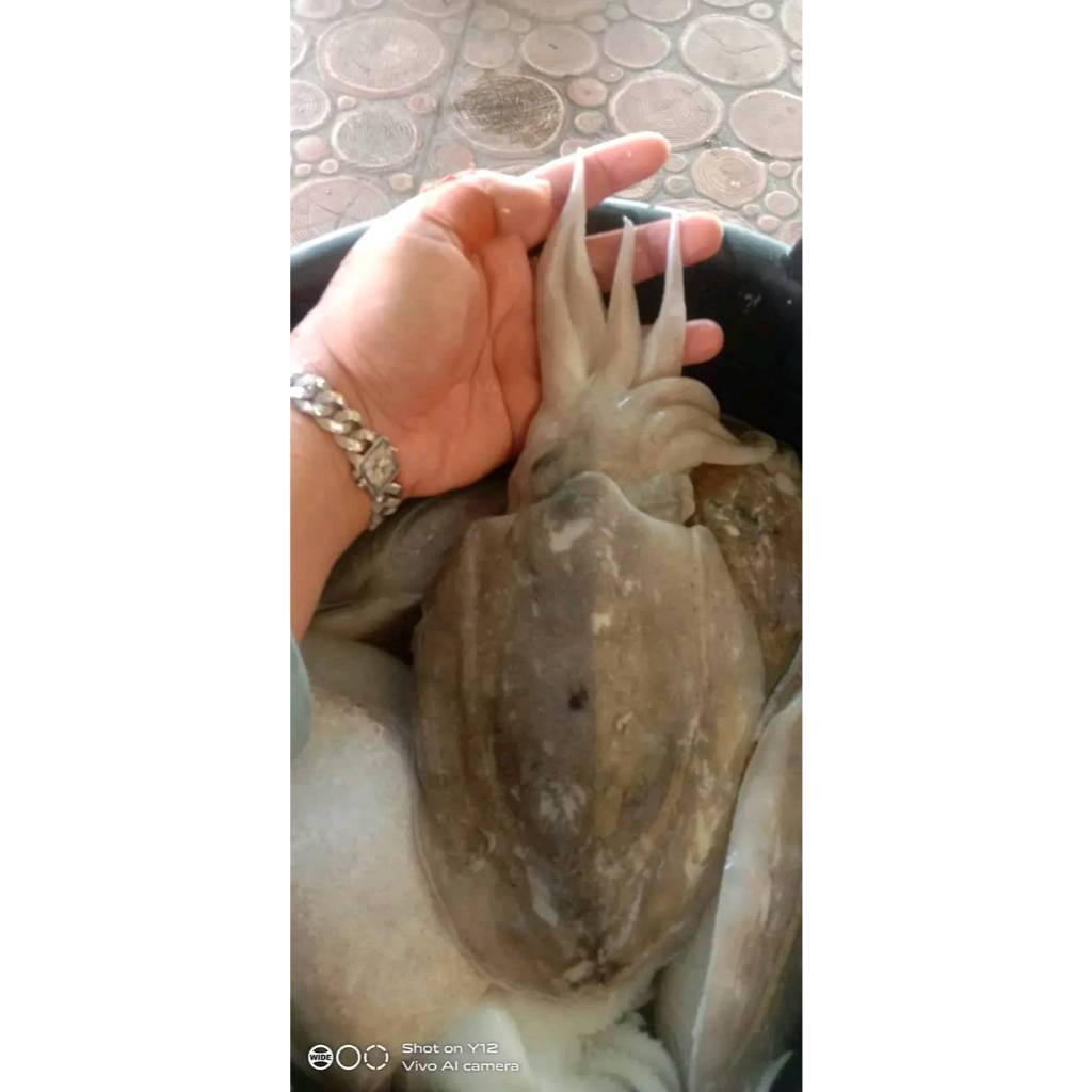 

Blekutak Frozen Fresh Beku