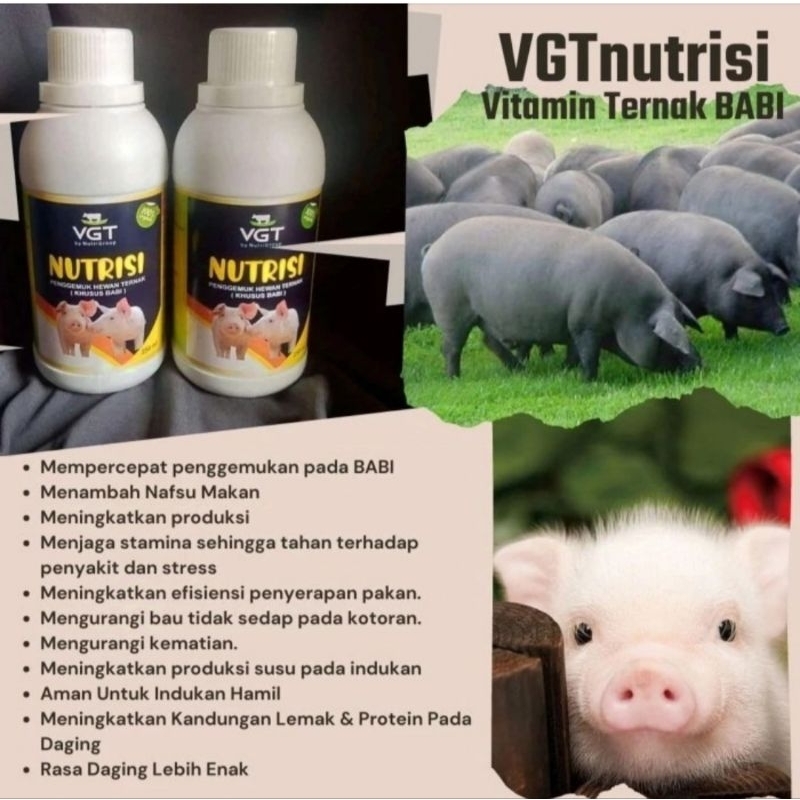 VGT nutrisi ternak babi