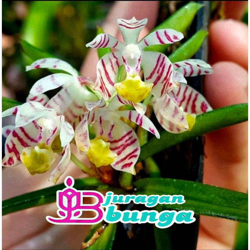 anggrek tricoglotis/bunga/tanamanhias/Orchid/garden/kebun