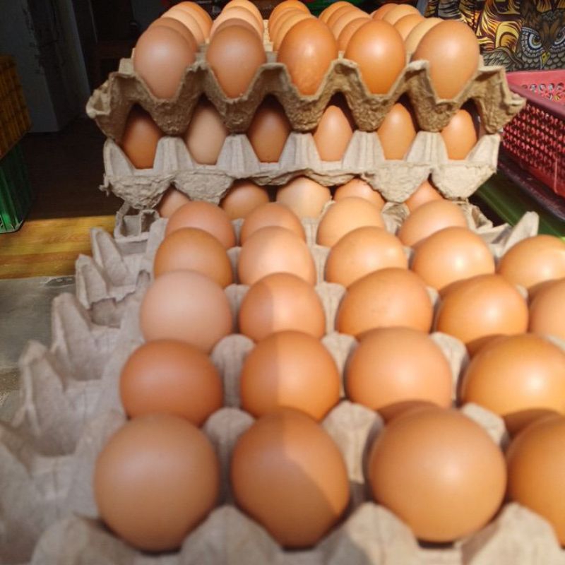 

TELUR NEGERI 5kg