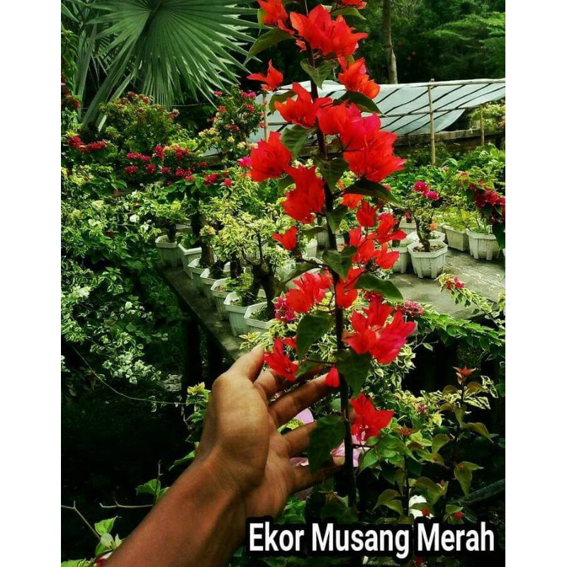 Bougenville Ekor musang merah