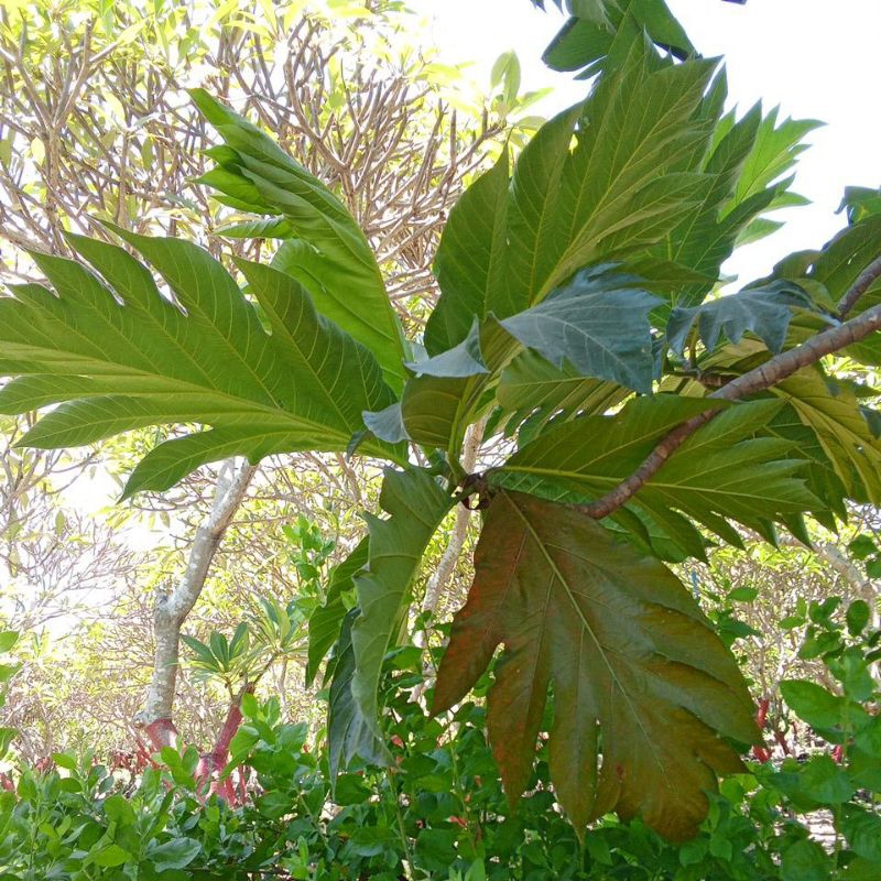 

Daun kluwih Segar