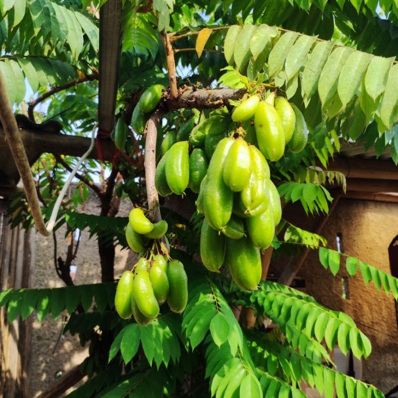 

Belimbing Sayur, Belimbing wuluh 100 gram