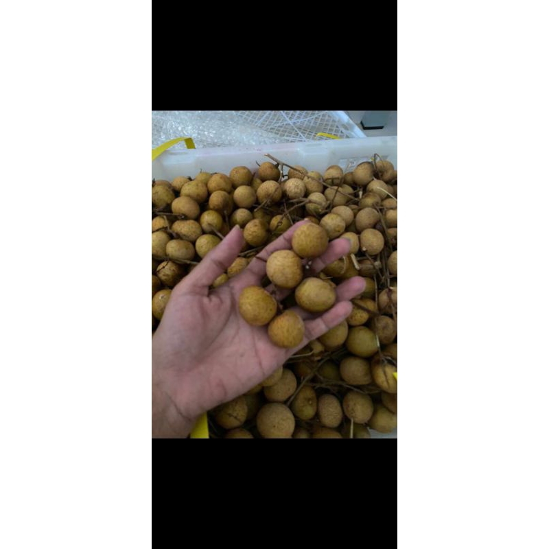 

kelengkeng