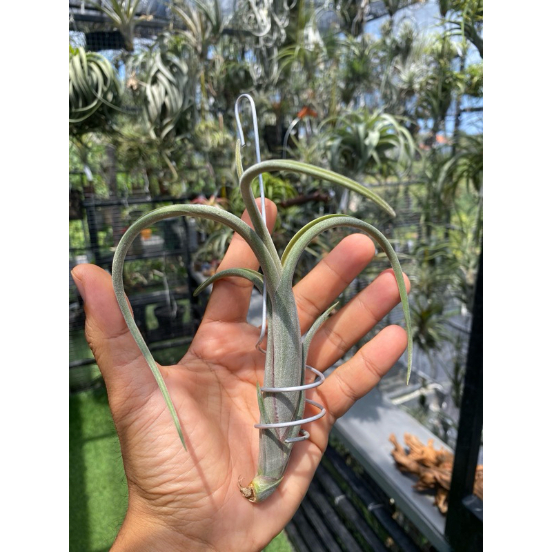 tillandsia intermedia