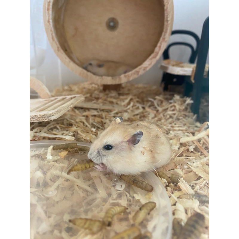 BABY DWARF HAMSTER SEPASANG