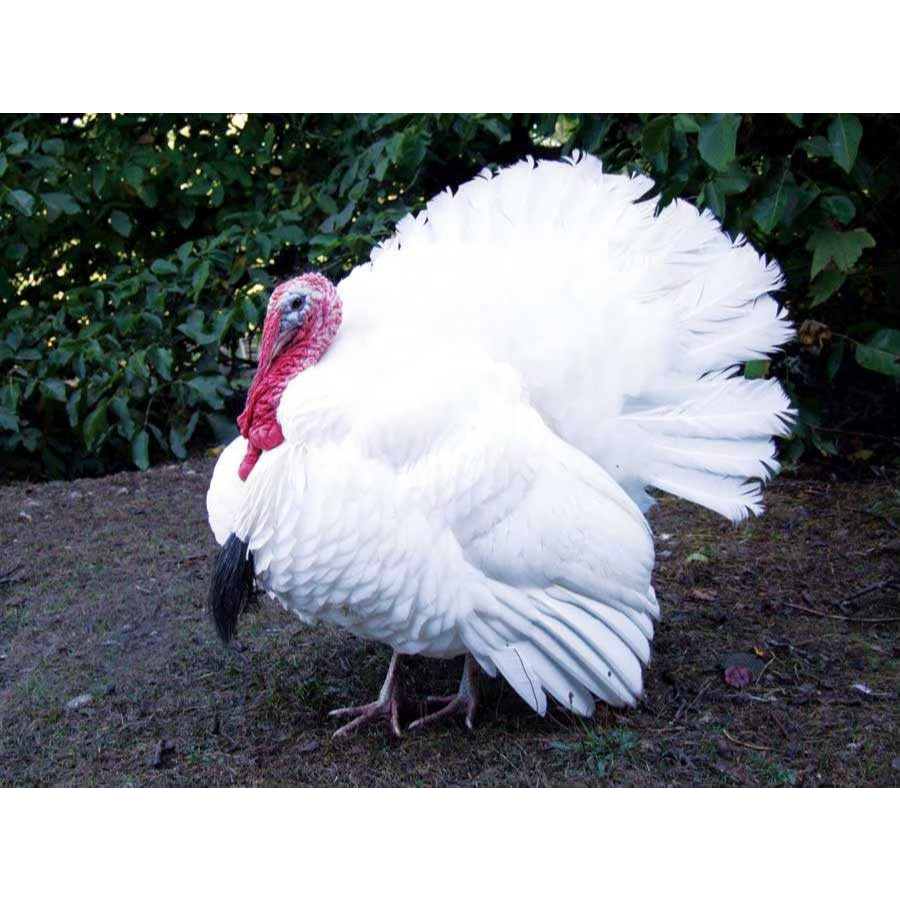 TELUR AYAM HIAS KALKUN PUTIH SIAP DI TETASKAN