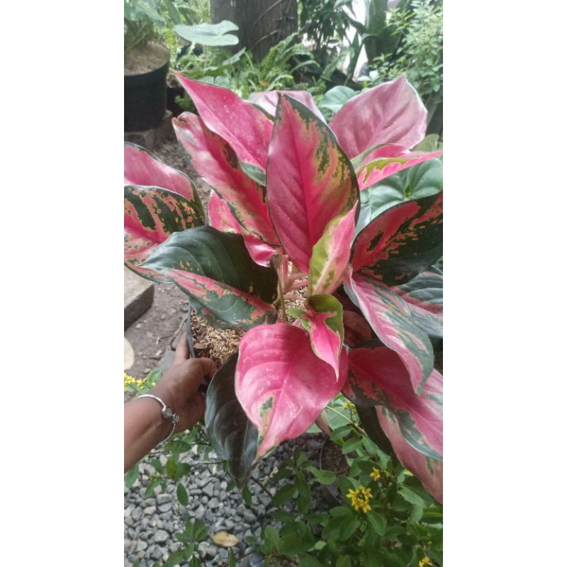 tanaman kocin kamelon merah