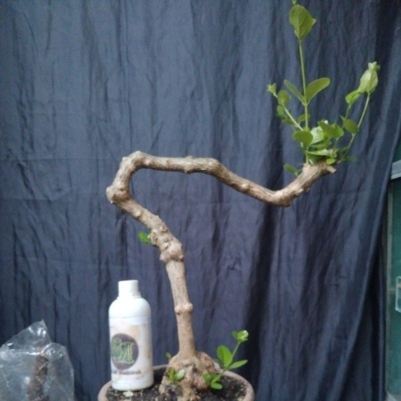 Bahan Bonsai Wahong Laut Dongkelan Prospek Small Medium Size, The Max real pick