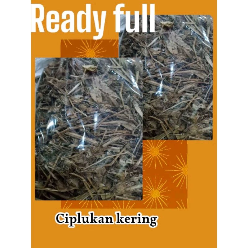 

Ciplukan/Daun Cecendet/Daun Kering Rempah Tradisional 200 gram