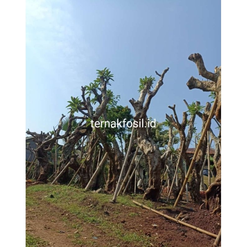 pohon kamboja fosil besar/kamboja purba/pohon tua