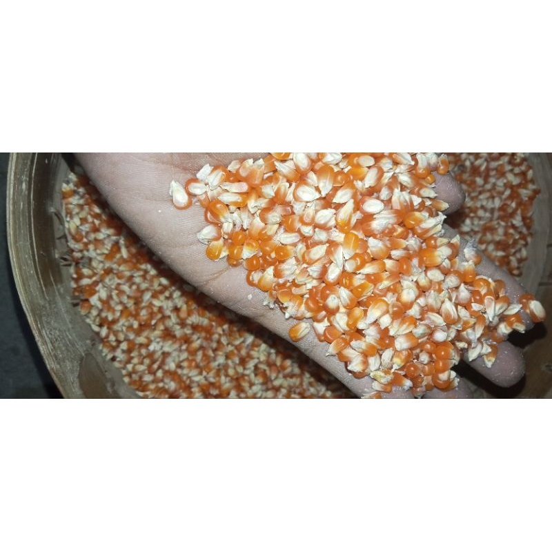 Jagung Kristal Cililin merah 1kg terlaris