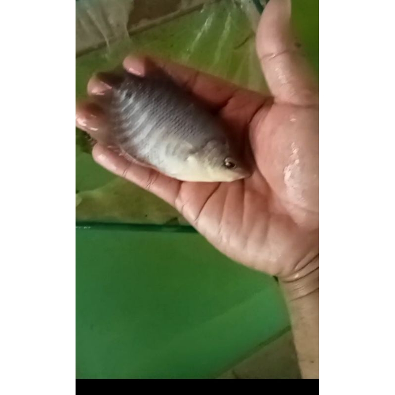 bibit gurame 3 jari
