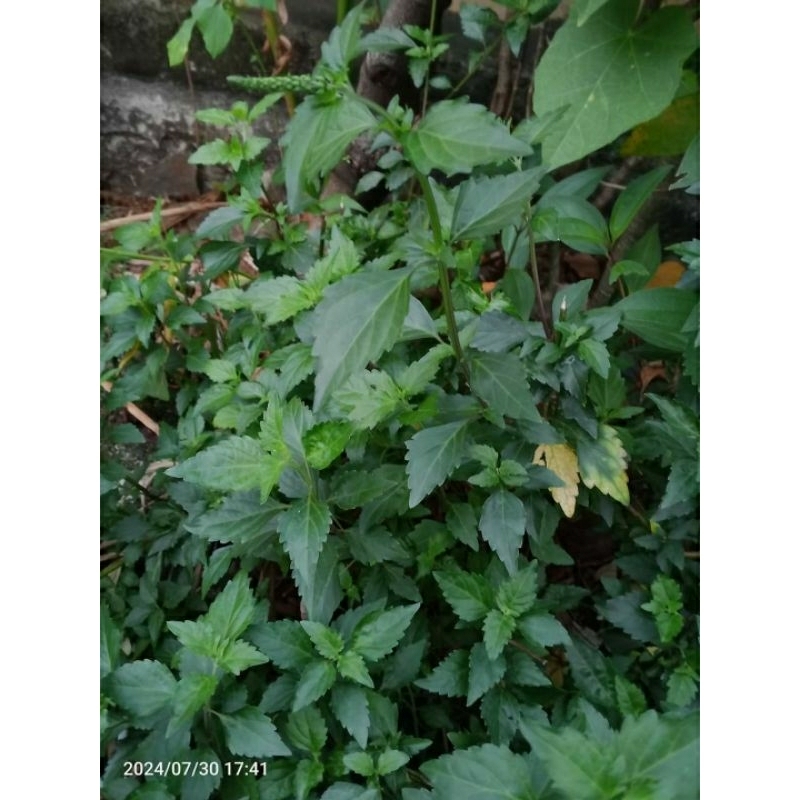 

daun kumis kucing segar herbal organik 5 lembar