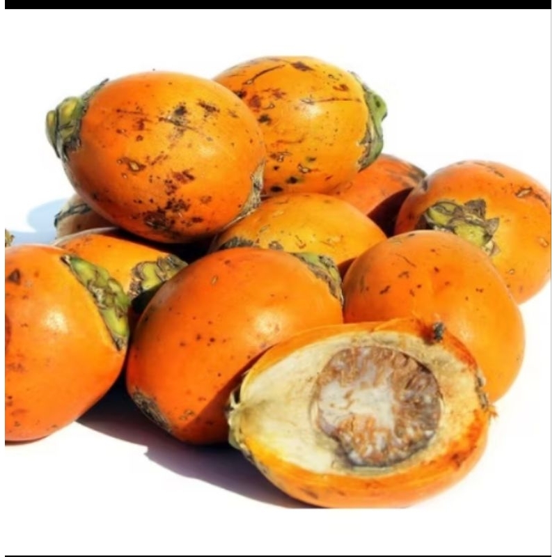 

Buah pinang tua herbal 500 gram