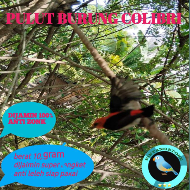 pulut burung lem getah bendo