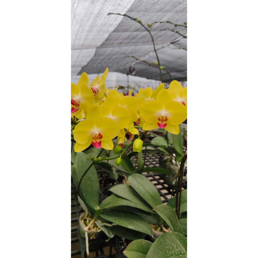 Anggrek Berbagai Macam Warna Tanaman Hias Tanaman Anggrek Bunga Anggrek