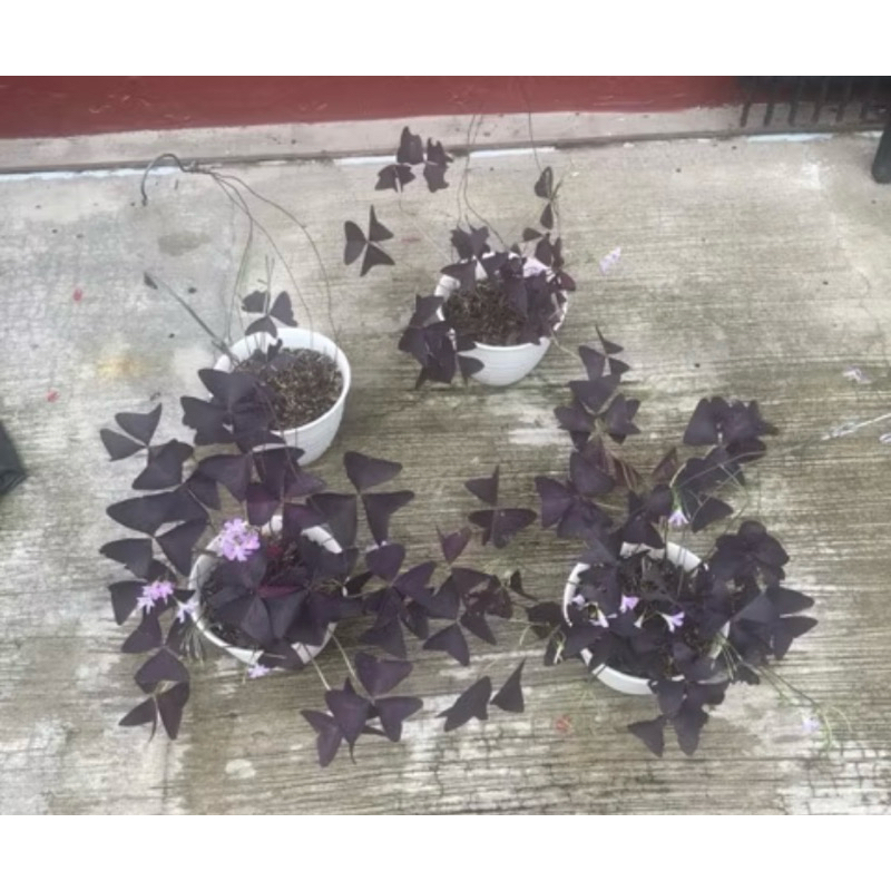 Oxalis bunga kupu kupu