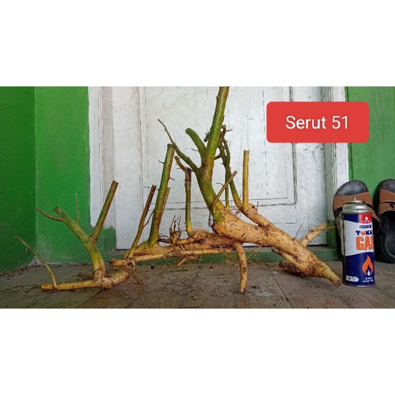 Bahan Bonsai Serut Realpict 71 Large - XL