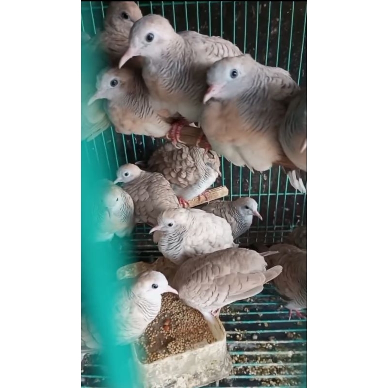 perkutut silver