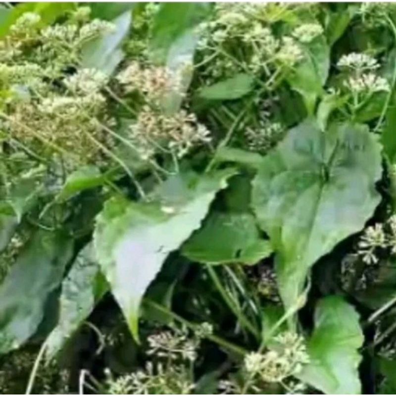 

daun sembung tambat 500g