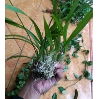 ## tanaman anggrek hias bulbo mini 3 pcs angrek hutan