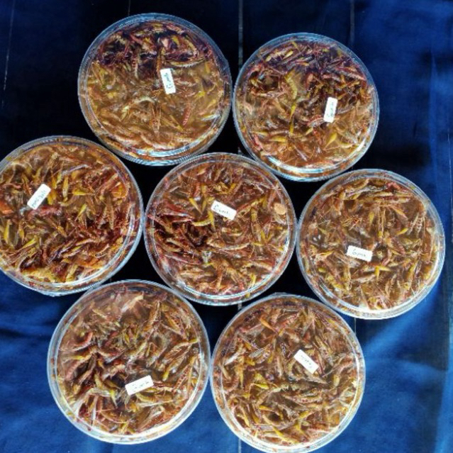 

Belalang goreng Kriuk kriuk