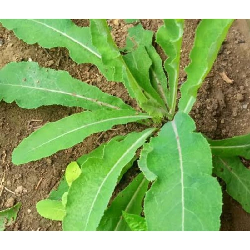 

Daun tempuyung segar 1 kg petik langsung-az