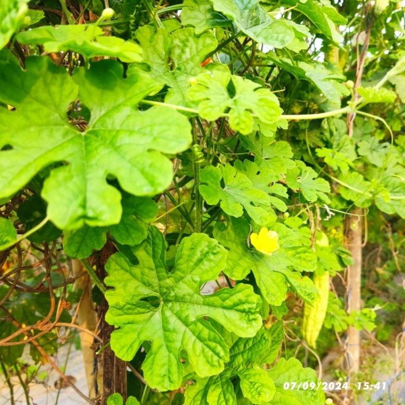 

DAUN PARIA LADANG 50 LEMBAR SEGAR LANGAUNG PETIK / DAUN PARE