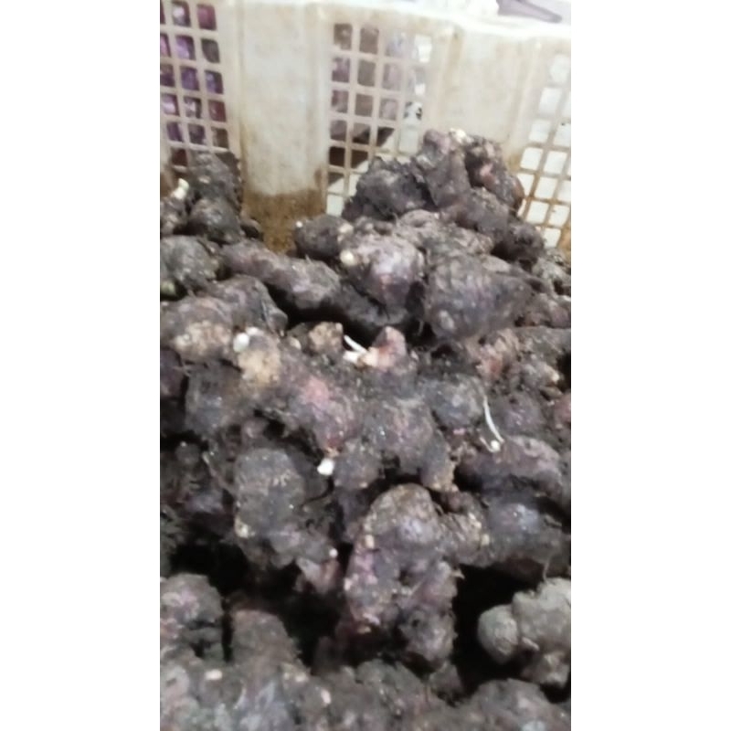 

JAHE MERAH SUPER 500 gram