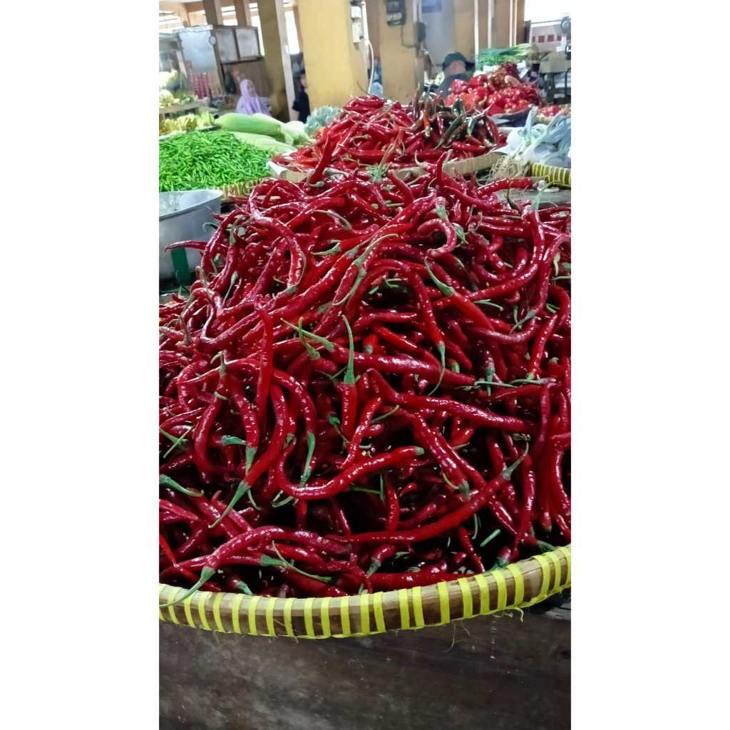 

cabai keriting merah panjang besar