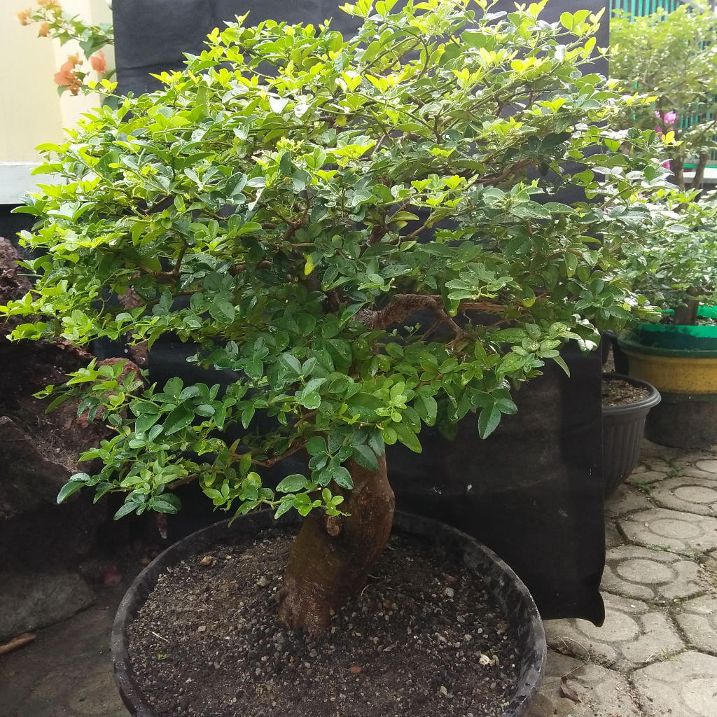 Bonsai Jeruk Kingkit (Triphasia trifolia) Asli Bangka