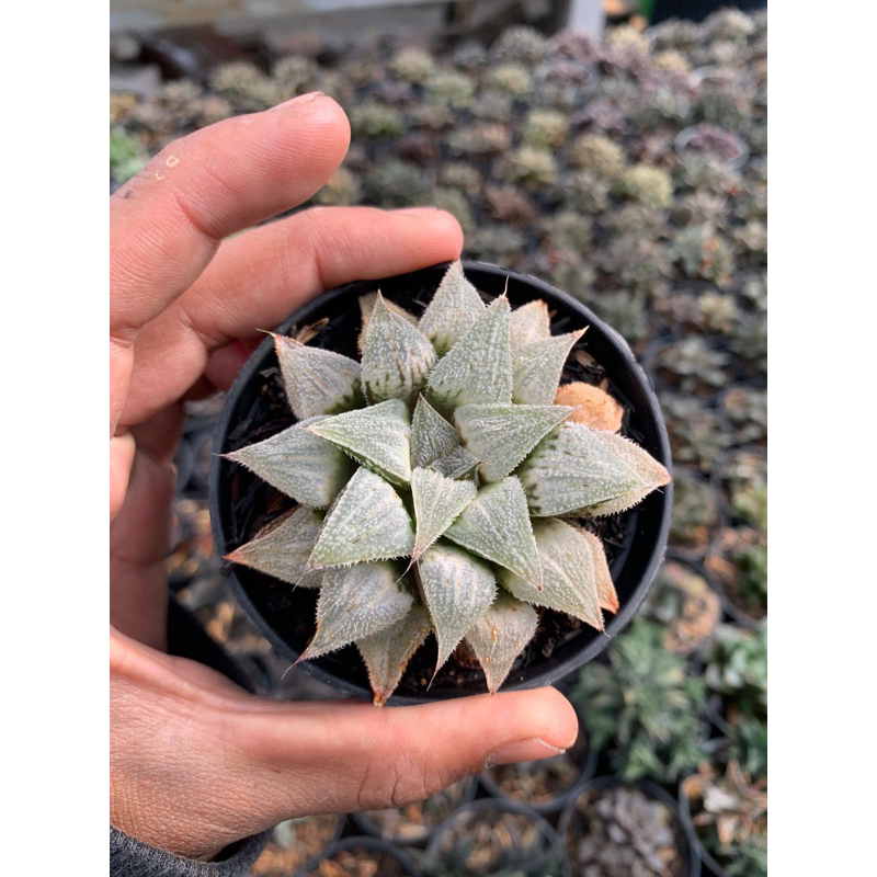 kaktus haworthia hybrid