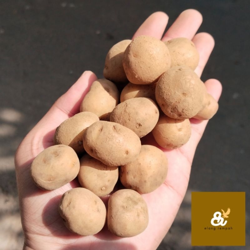 

KENTANG BABY KENTANG KECIL FRESH 250 GR