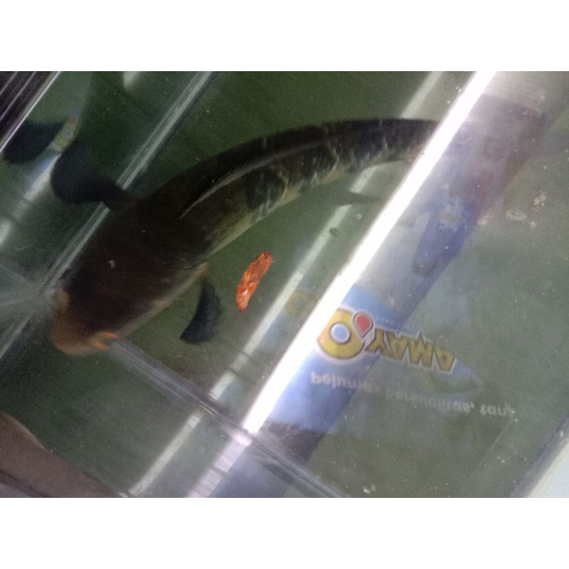 ikanpelet IkanChanna RedBarito27cm